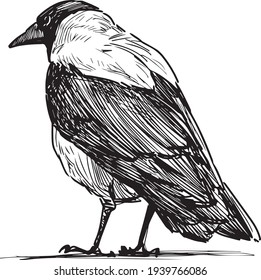 Freehand drawing of large standing crow