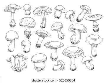 Freehand drawing mushrooms items. Isolated on white background. Vector illustration. Set