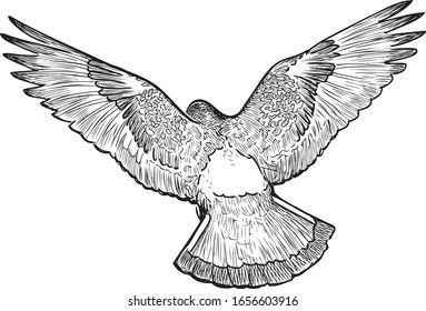 Freehand drawing of a pigeon in flight