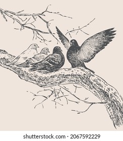 Freehand drawing of pigeons on tree branch in springtime