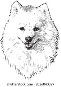 Freehand drawing of portrait fluffy white purebred cute spitz dog