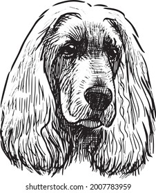 Freehand drawing of portrait purebred sad cocker spaniel