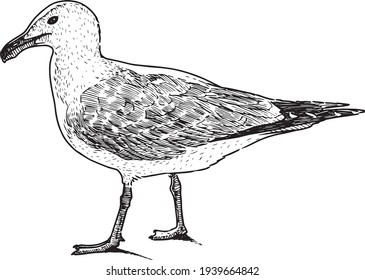 Freehand drawing profile of large sea gull standing