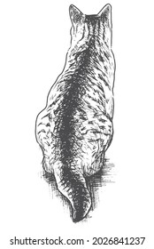 Freehand drawing of rear view of sitting domestic cat