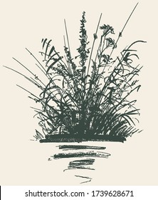 Freehand drawing of silhouettes wildflowers and grass on lakeshore