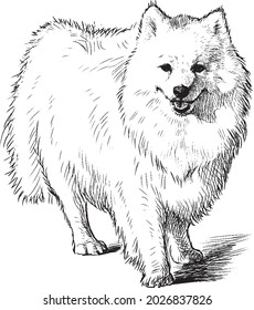 Freehand drawing of standing fluffy white purebred cute spitz dog