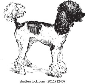 Freehand drawing of standing funny sheared black and white poodle