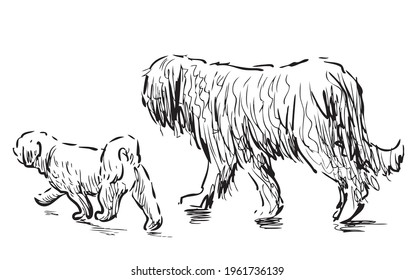 Freehand drawing of two purebred dogs walking outdoors