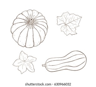 Freehand drawing. Two vector pumpkin with leaf and flower. Vegetarian food sketch. Isolated farm product. Lines and dots.