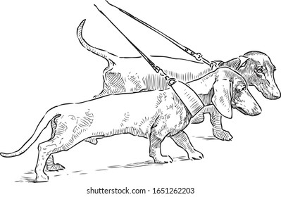 Freehand drawing of two walking  dachshunds on leashes