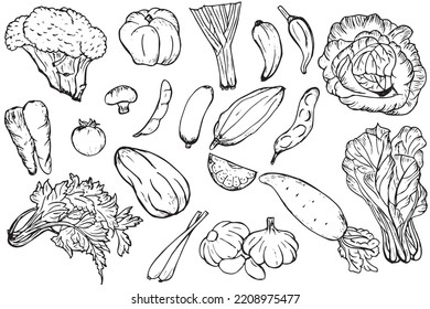 freehand drawing vagatebles seemless doodles pattern : celery, tomato, cabbage, chili, broccoli, radish, etc line art outline easy to edite