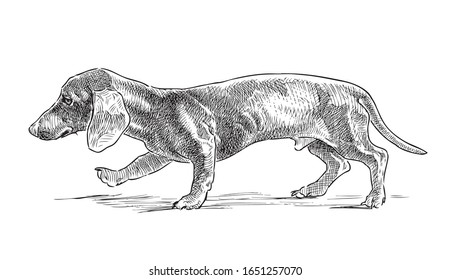 Freehand drawing of walking cute dachshund