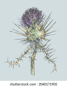 Freehand drawing with watercolor paints of wild thistle flower with thorns