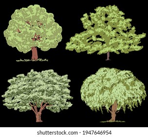 Freehand drawings of various deciduous trees in summer