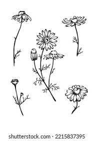 Freehand drawn camomile flowers with leaves. Outline vector botanical illustration. Ink line floral design elements for package, pharmacy, natural cosmetics or herbal tea.