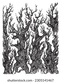 Freehand drawn dry trees, with branches, convoluted contours