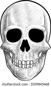 Freehand drawn human skull
