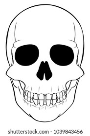 Freehand drawn human skull front