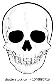 Freehand drawn human skull front crosshatched