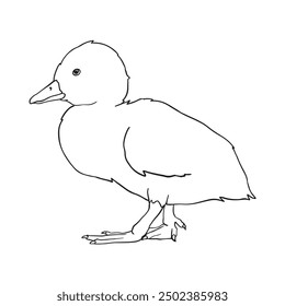 Freehand Duckling Outline Drawing Illustration