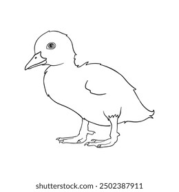 Freehand Duckling Outline Drawing Illustration