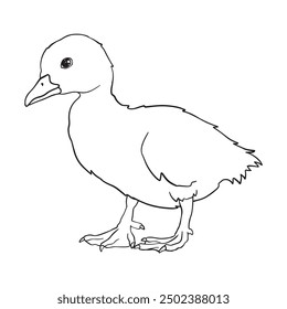 Freehand Duckling Outline Drawing Illustration