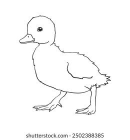 Freehand Duckling Outline Drawing Illustration