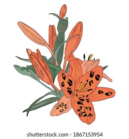 Freehand illustration of a bouquet of tiger lilies isolated on a white background. Blank for designers, elements, logo, icon, wedding