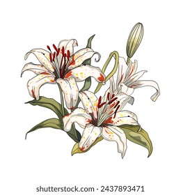 Freehand illustration of a bouquet of tiger lilies isolated on a white background. Blank for designers, elements, logo, icon, wedding