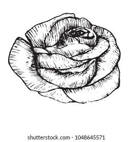 Freehand Rose  On White Background