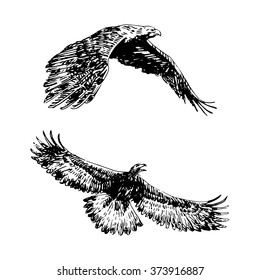 Freehand-Skizze des fliegenden Adlers. Hand gezeichnet auf weißem Hintergrund. Vektorgrafik
