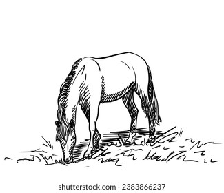 Freehand sketch of grazing horse, Hand drawn illustration of horse eating grass, Animal full-length standing on feet head down