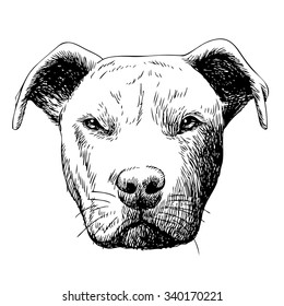 freehand sketch illustration of American Pit Bull Terrier, American Staffordshire Terrier, and Staffordshire Bull Terrier dog , doodle hand drawn