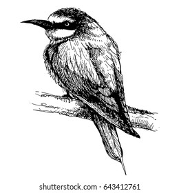 freehand sketch illustration of Bee-eater bird doodle hand drawn