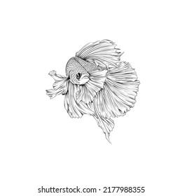 Freehand sketch illustration of Betta, Siamese fighting fish doodle hand drawn vector format EPS