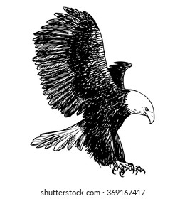 freehand sketch illustration of eagle, hawk bird doodle hand drawn