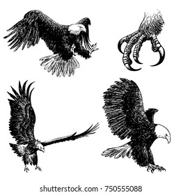 freehand sketch illustration a set of eagle, doodle hand drawn