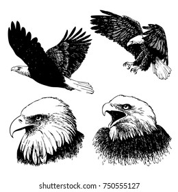 freehand sketch illustration a set of eagle, doodle hand drawn