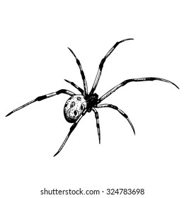 freehand sketch illustration of spider, doodle hand drawn