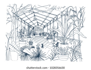 Freehand sketch of interior of tropical botanical garden full of cultivated plants with lush foliage. Rough drawing of orangery with trees growing in pots and panoramic windows. Vector illustration. 