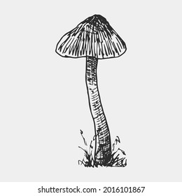 Freehand sketch of a mushroom. Vector illustration