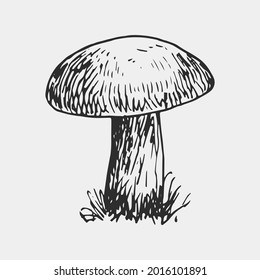 Freehand sketch of a mushroom. Vector illustration