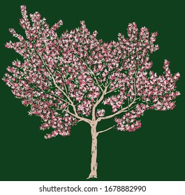 Freehand vector drawing of blooming cherry tree