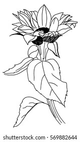 A freehand vector and ink drawing of a sunflower