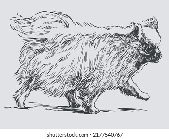 Freehnad drawing of cute fluffy dog walking