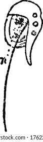 A free-living non-parasitic marine-dwelling species of dinoflagellate that exhibits bioluminescence, vintage line drawing or engraving illustration.