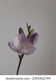Freesia. A beautiful flower. Vector drawing. A drawn flower.