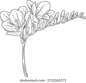 Ilustración botánica de Freesia – Dibujo de flores fragantes elegantes