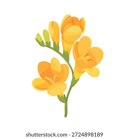 Flor amarilla doble de Freesia. Clipart de Vector plano, ilustración con fondo aislado.