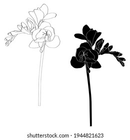 Freesia floral botanical flower. Wild spring wildflower isolated. Black and white engraved ink art. Isolated freesia illustration element.